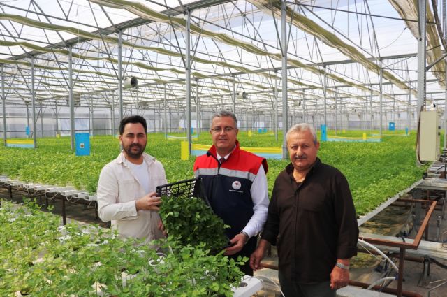 Samsun’da Su Kültürü ile Maydanoz Veriminde Rekor Artış