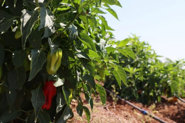 Şanlıurfa BŞB’den çiftçilere 1 milyon fide desteği