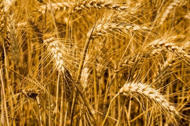 SovEcon: Ukrayna 2026 Tahıl Üretim Tahminini Düşürdü