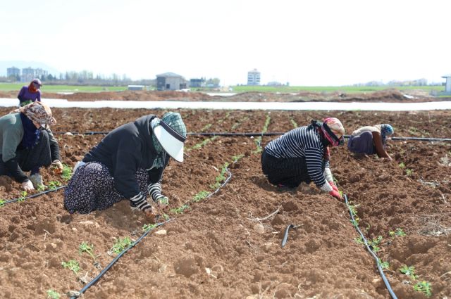 Sürsürü’de domates fidesi dikimi sahada hız kazandı