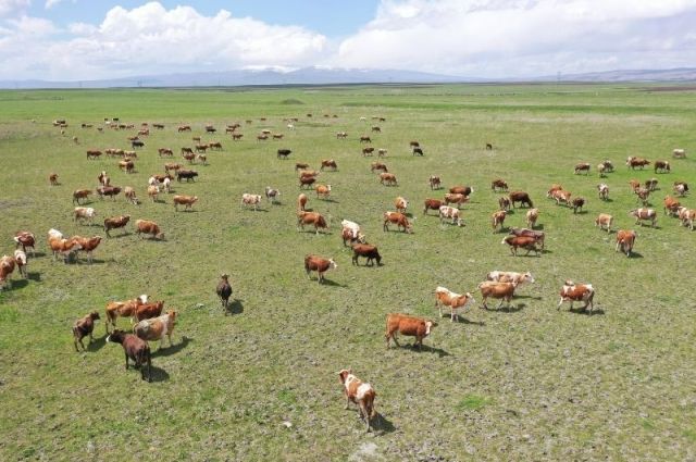 Tarım Bakanlığı: Kars Ani’de mera yasağı yok