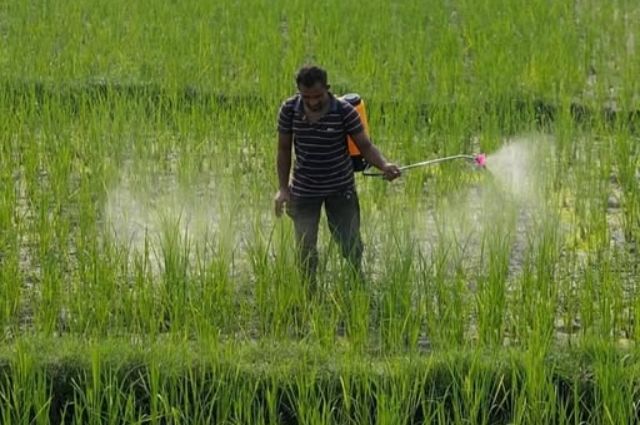 Tarım ilaçlarına maruz kalmak kanser riskini artırıyor