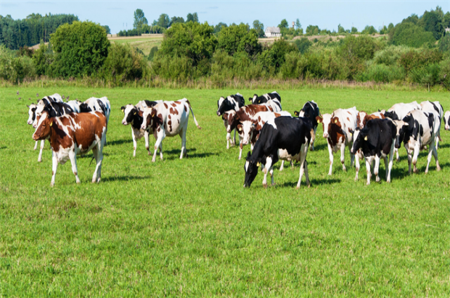 Tarım ve Orman Bakanlığı’ndan hayvancılıkta ücret kararı