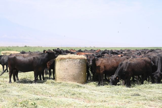 TİGEM Düve Desteğinde 9. Grup Süreci Başladı