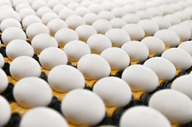 TÜİK: Türkiye’de Tavuk Yumurtası Üretimi Şubatta %17,6 Arttı