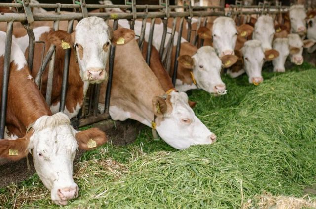 TÜİK: Türkiye'de Toplanan İnek Sütü Miktarı Şubatta Azaldı