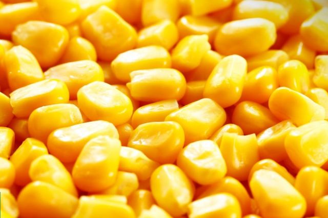 Tunus 27 bin ton yemlik mısır için ihale açtı