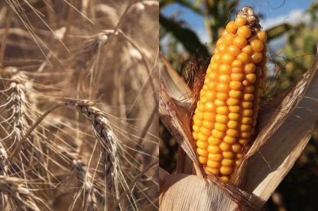 Ukraynalı çiftçiler buğday ve mısır satışını durdurdu