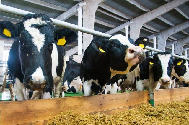 Ulusal Kırmızı Et Konseyi (UKON) 2026 Kurbanlık Raporu’nu açıkladı!