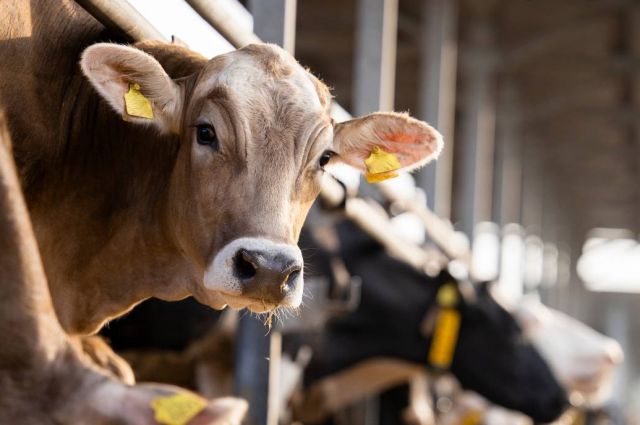 Ulusal Süt Konseyi Mart Ayı Çiğ Süt Maliyetini Açıkladı