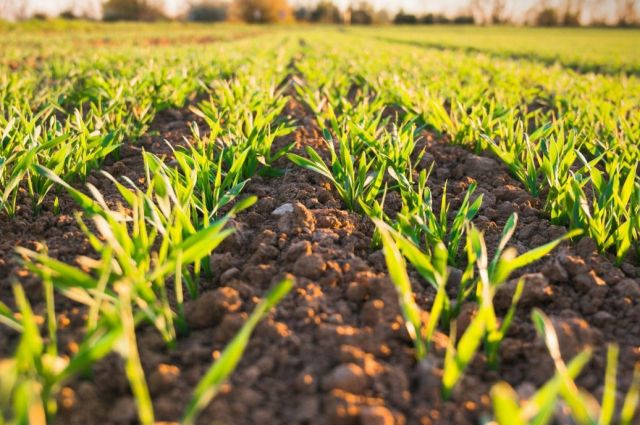 USDA: ABD buğday ekim alanı 1919’dan beri en düşük