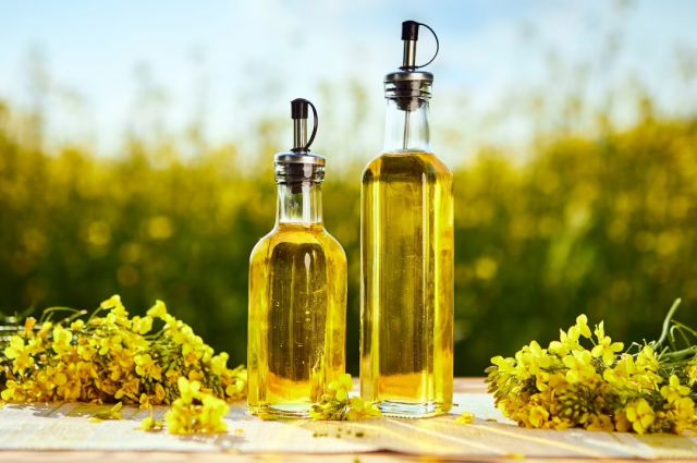 USDA: Hindistan'da Kanola Üretimi Rekora Koşuyor