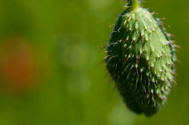 Uzmanlar Uyardı: Kuduz Salatalık Hızla Yayılıyor
