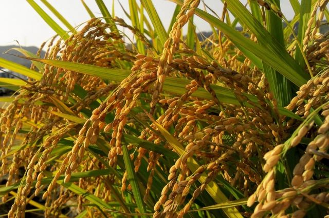 Çin Bilim İnsanları Pirinçte Yeni Hastalık Direnç Geni Buldu
