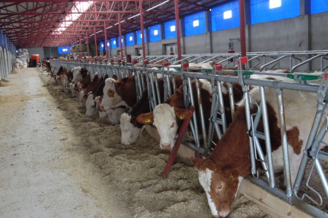 Et ithalatına 521 milyon dolar ödendi: İlk 3 ayda kırmızı et için dev fatura