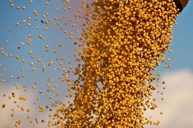 Güney Amerika Tarımında Yeni Dönem: Paraguay Soya Üretiminde Sürdürülebilirlik Standartlarını Yükseltiyor!