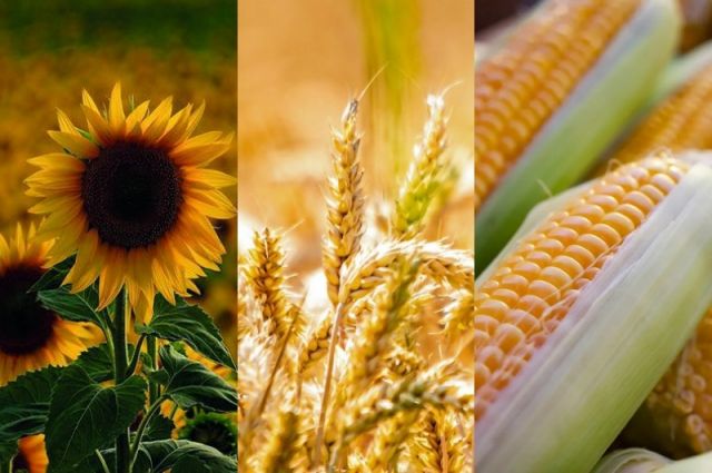 Karadeniz ve Tuna tahıl pazarında yüksek stok alarmı!