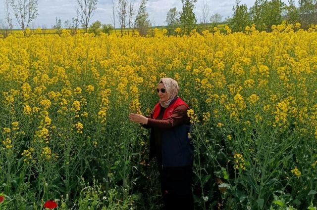 Kırklareli Tarım Müdürlüğü Babaeski'de kanola kontrolü yaptı