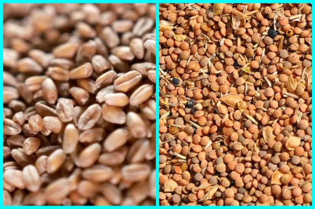 Urfa’da Hububat Piyasası: Sert Buğday ve Mercimek Yükselişte