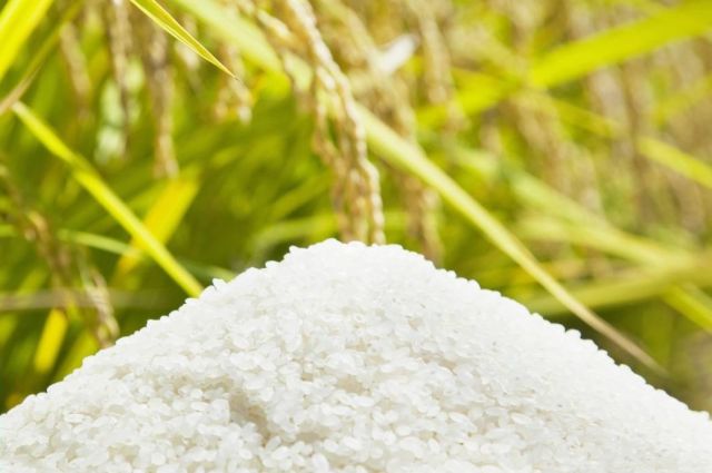 USDA: Küresel pirinç üretimi 11 yıl sonra ilk kez düşecek