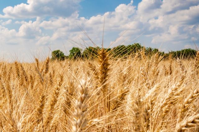 USDA: Küresel tahıl üretimi yeni sezonda 48 milyon ton düşecek