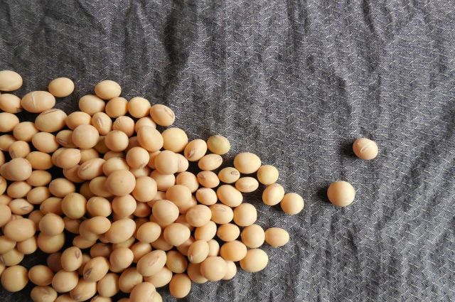 ABD Soya İhracat Konseyi: Çin Brezilya Soyalarına Yöneliyor