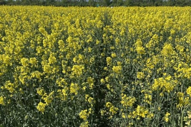 Agrarheute: Almanya'da Çiftçiler Kanoladan Vazgeçiyor