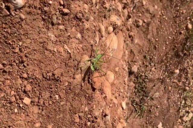 Bakanlık açıkladı: Nemrut'ta biyokaçakçılık yapanlara ceza