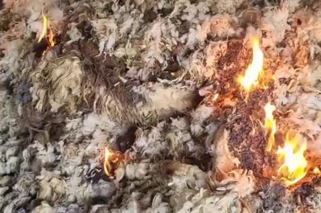Besici maliyet isyanını paylaştı: Kırkım ve imha için 50 bin TL harcadı