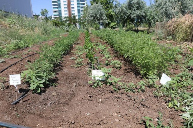Diyarbakır Büyükşehir Belediyesi Yerel Tohum Seferberliği Başlattı