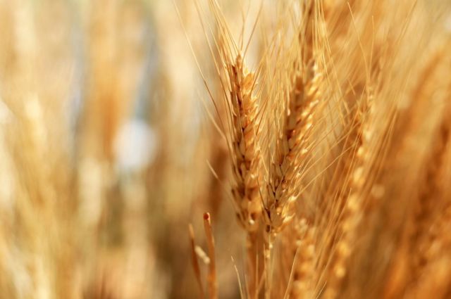 FAO Raporu: Küresel Buğday Üretimi Yüzde 3,8 Azalacak