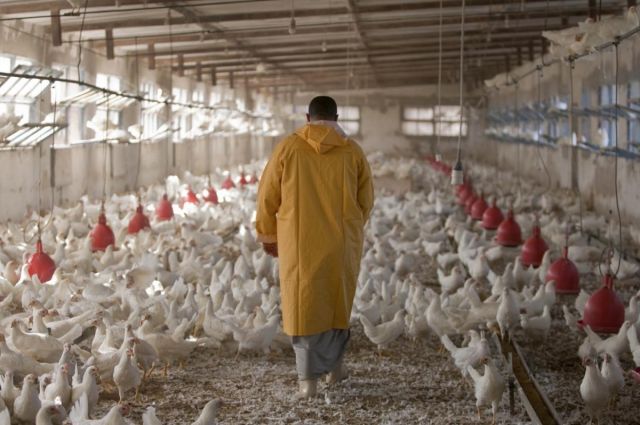 FAO: Sınır Aşan Hayvan Hastalıkları Gıda Güvenliğini Tehdit Ediyor
