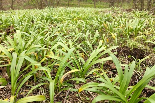 Giresun’da 7,8 milyon adet Karadeniz Kardeleni toprakla buluştu