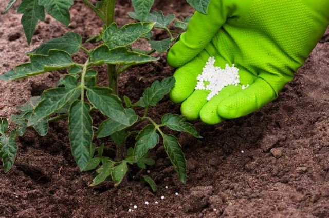 IF mühendislik: Arjantin'de üre gübre fiyatı düştü