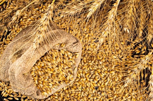 IKAR: Rusya'nın Buğday Rekoltesi Tahmini 91,5 Milyon Tona Çıktı