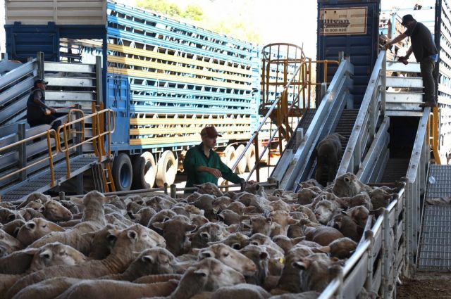 Paraguay, BAE'ye İlk Resmi Koyun Eti İhracatını Gerçekleştirdi