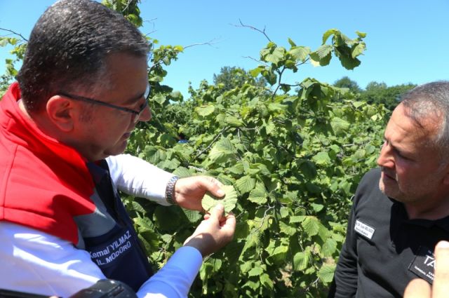 Samsun Tarım İl Müdürlüğü: Kokarcaya karşı samuray arısı salındı