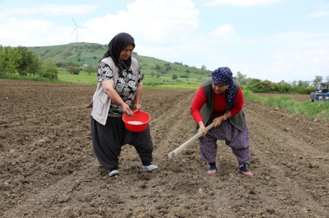 Samsun'da Ladik Fasulyesi İçin Sözleşmeli Tarım Başladı
