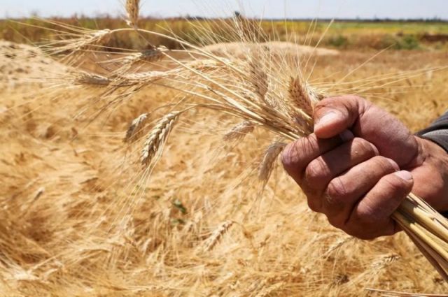 Suudi Arabistan'da buğday üretimi 1,3 milyon ton oldu