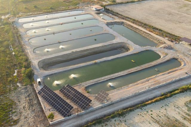 TÜİK: 2025 yılında su ürünleri üretimi yüzde 11,1 artarak 1 milyon tonu aştı
