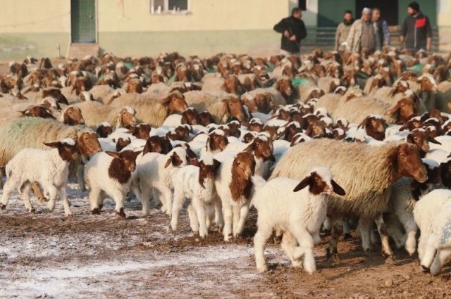 UKON: Yılbaşından Bu Yana Kuzu Fiyatı Yüzde 11 Arttı