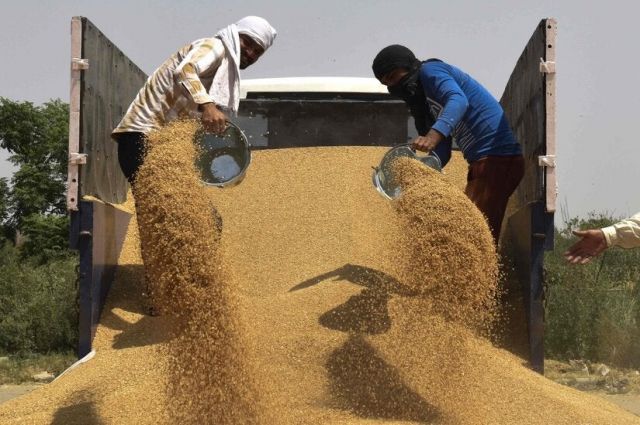 Agroexport: Rusya, Afrika Buğday Pazarındaki Payını Büyüttü