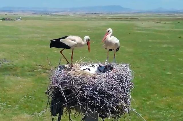 Dicle Elektrik Şırnak'ta göçmen kuşlar için yuva kurdu