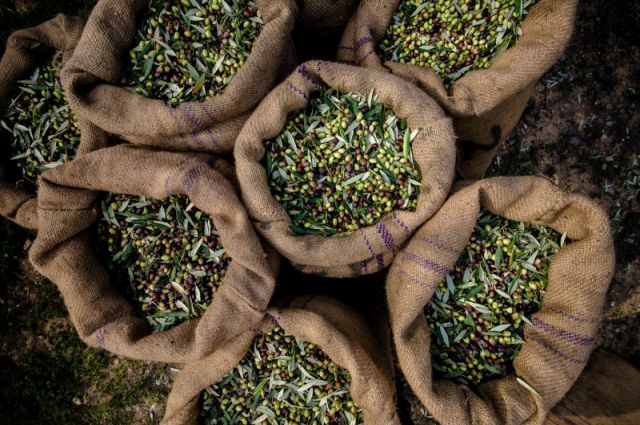 EZZİB: Zeytin ve Zeytinyağı İhracatı İlk Yarıda Yüzde 30 Düştü