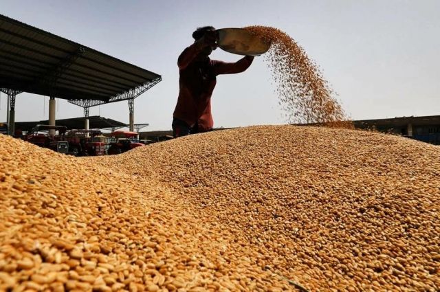 FAO: Buğday Fiyatları Haziranda Yüzde 4,4 Düştü