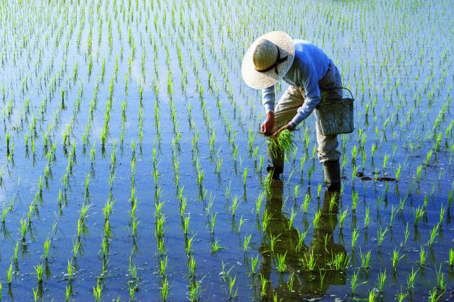 FAO: El Niño, Küresel Pirinç Fiyatlarını Rekora Taşıyabilir