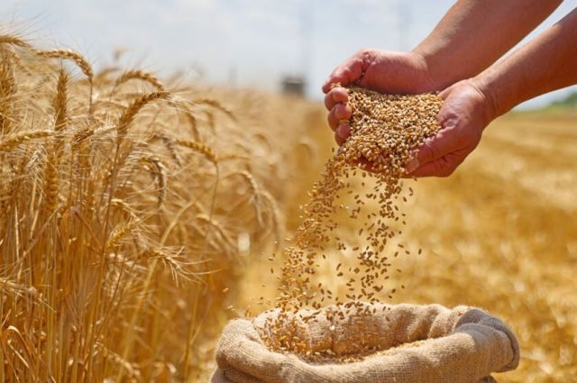 FAO: Rusya Tahıl ve Gıda Ticaretinde Etkisini Artırıyor