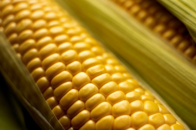 IFPRI: Hürmüz Boğazı krizi mısır ve buğday ekimini azaltabilir