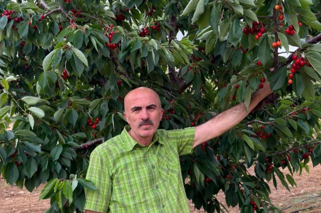Karaman Ziraat Odası Başkanı Bayram: Kirazda yüksek rekolte üreticiyi kurtarmadı
