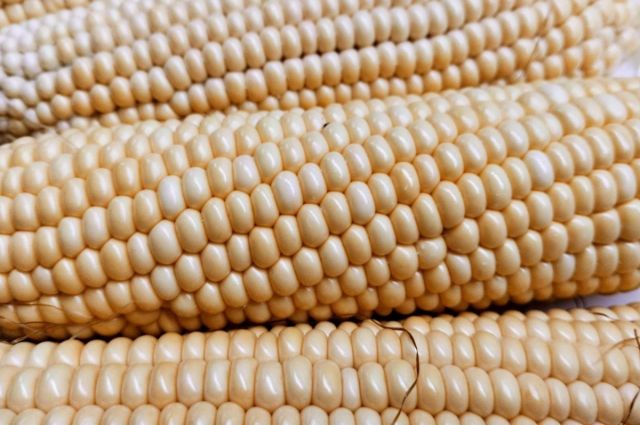 Kazhidromet: 2026 mısır veriminde olumlu tablo bekleniyor